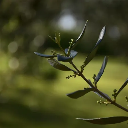 Pergola With Mediterranean Garden & Bbq アパート ポルトローシュ
