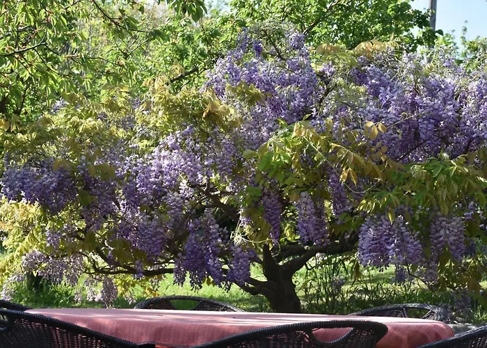 Apartment Pergola With Mediterranean Garden & Bbq Portorož