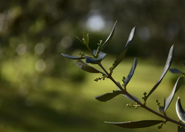 Pergola With Mediterranean Garden & Bbq شقة بورتوروز